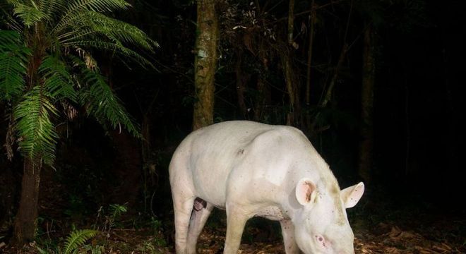 Animais albinos - 27 criaturas singulares que chamam a atenção pela cor