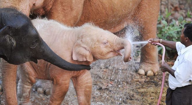 Animais albinos - 27 criaturas singulares que chamam a atenção pela cor