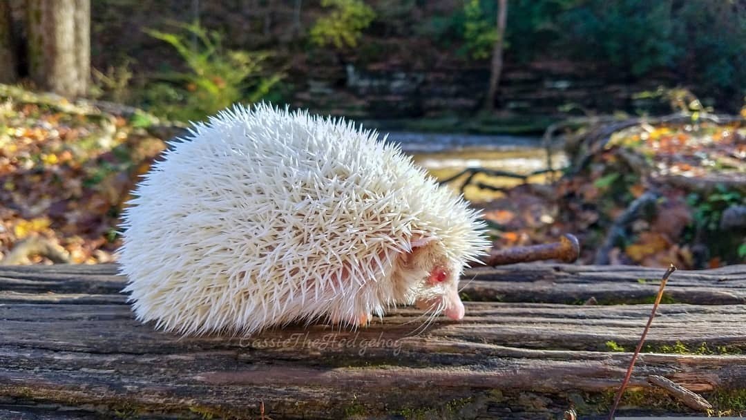 Lindos e exóticos: 21 fotos de animais albinos mostram quão magnífica pode  ser a natureza, Mulher Ciência