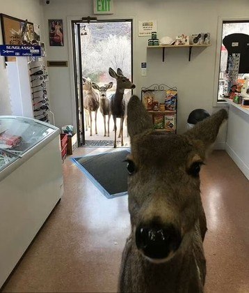 Um grupo de cervos entrou em uma loja de conveniência, e ainda garantiu uma boa selfie