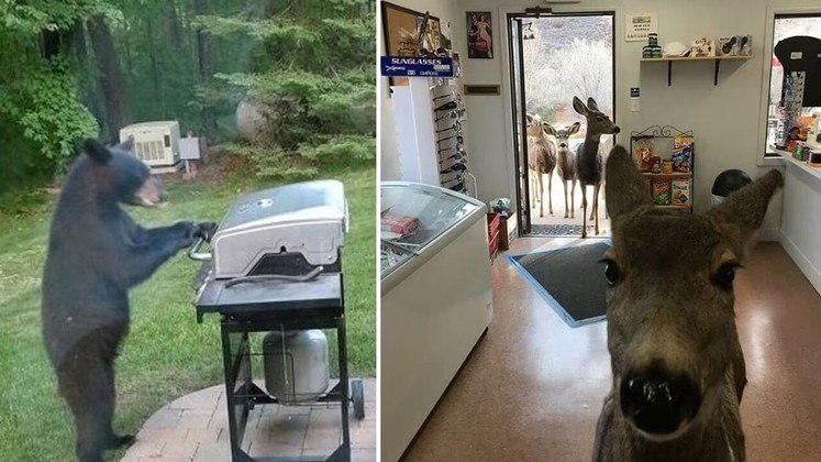 Urso churrasqueiro! Gato que gosta de gaiola! Cervo que entra em loja de conveniência com os amigos! Não é todo dia que contemplamos animais em situações tão estranhas, então pare alguns minutos para ver as cenas a seguir, reunidas pelo site Bored Panda