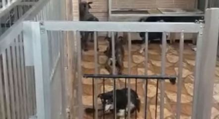 Cães vivem em condições insalubres