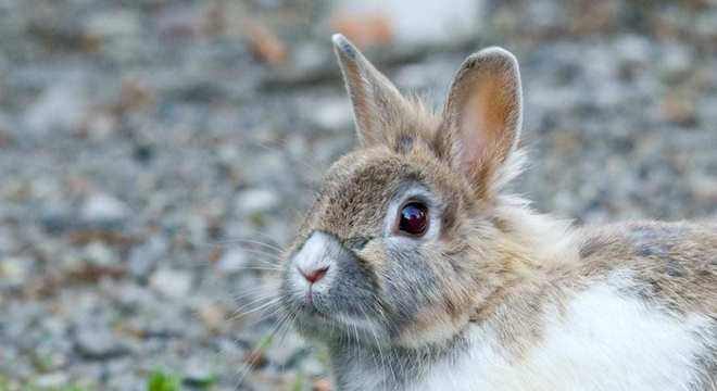 Animais de estimação - quais os bichos indicados para pequenos espaços