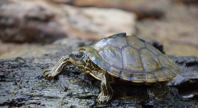 Animais de estimação - quais os bichos indicados para pequenos espaços