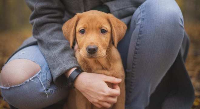 Animais de estimação - quais os bichos indicados para pequenos espaços