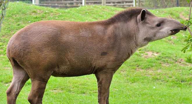 Animais do cerrado - lista de 20 animais deste bioma brasileiro