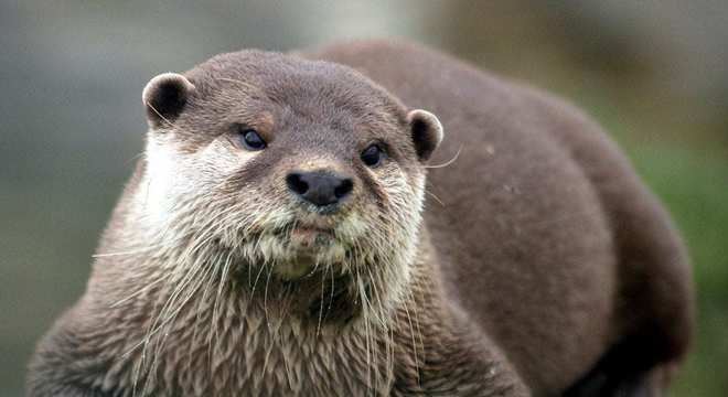 Animais do cerrado - lista de 20 animais deste bioma brasileiro