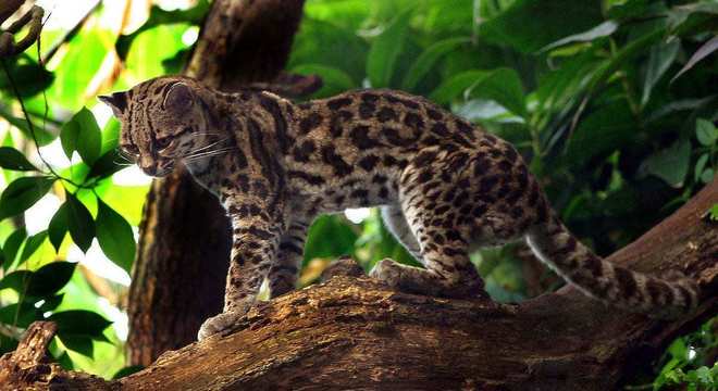 Animais do cerrado - lista de 20 animais deste bioma brasileiro