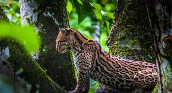 Animais do cerrado - lista de 20 animais deste bioma brasileiro