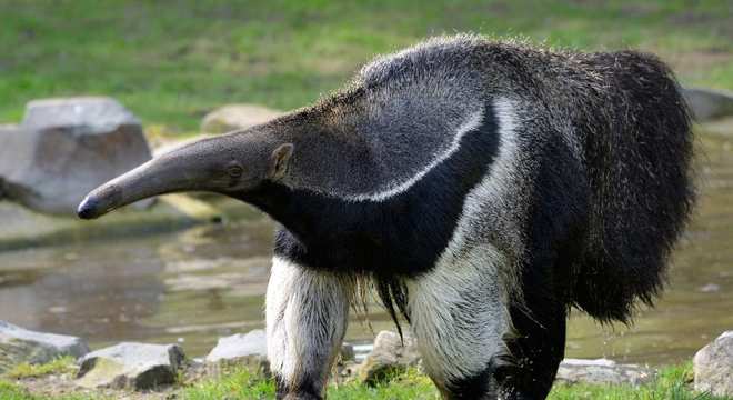 Animais do cerrado - lista de 20 animais deste bioma brasileiro