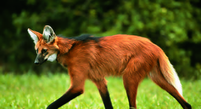 Animais do cerrado - lista de 20 animais deste bioma brasileiro