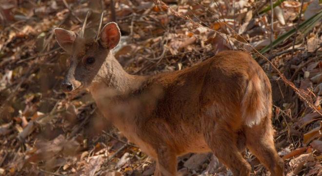 Animais do cerrado - lista de 20 animais deste bioma brasileiro