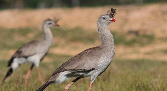 Animais do cerrado - lista de 20 animais deste bioma brasileiro