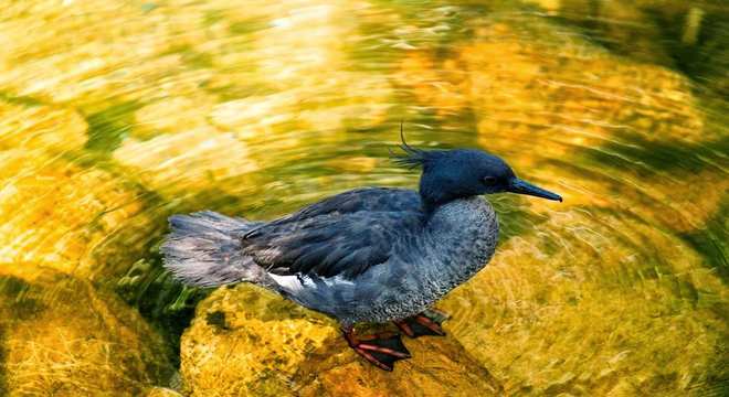 Animais do cerrado - lista de 20 animais deste bioma brasileiro