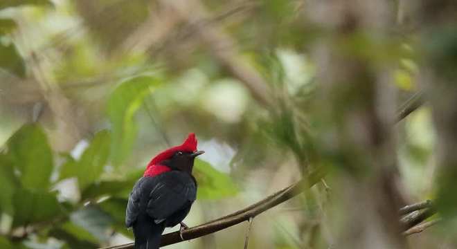 Animais do cerrado - lista de 20 animais deste bioma brasileiro