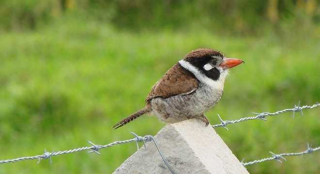 Animais do cerrado - lista de 20 animais deste bioma brasileiro