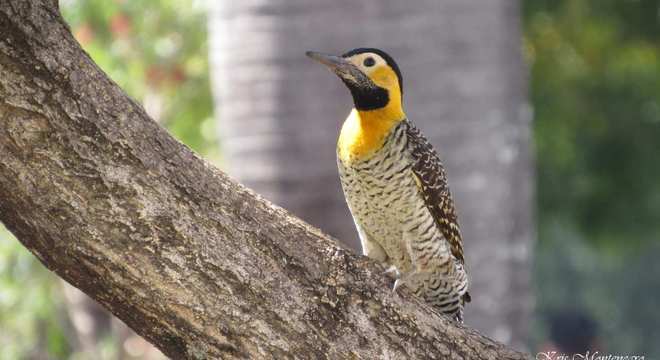 Animais do cerrado - lista de 20 animais deste bioma brasileiro