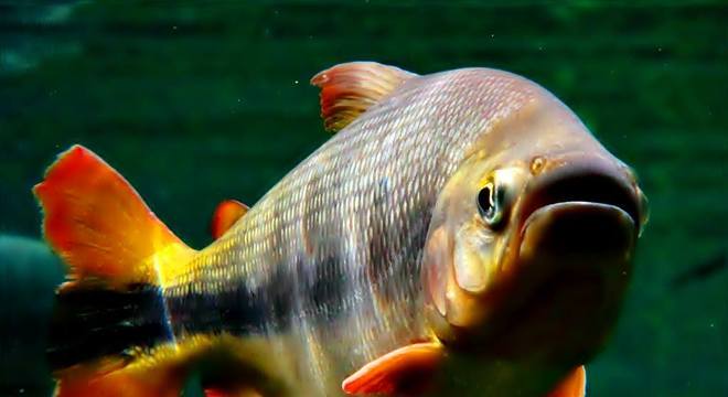 Animais do cerrado - lista de 20 animais deste bioma brasileiro