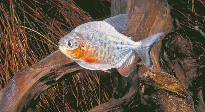 Animais do cerrado - lista de 20 animais deste bioma brasileiro