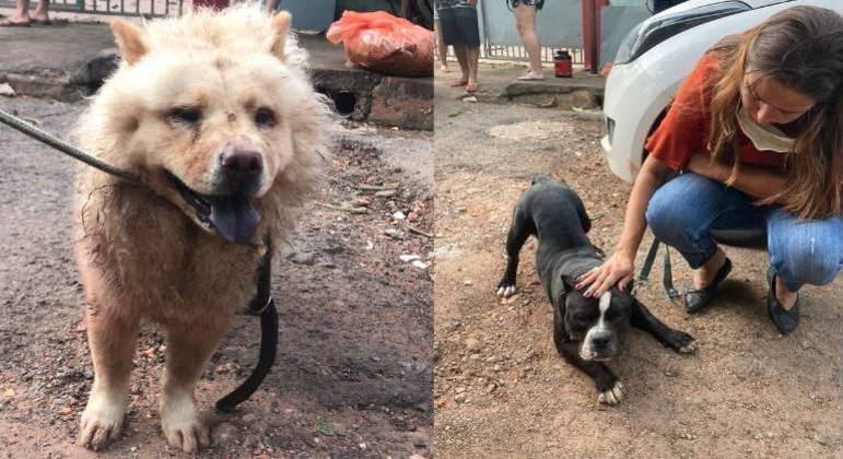 Os cães resgatados foram encaminhados para atendimento veterinário
