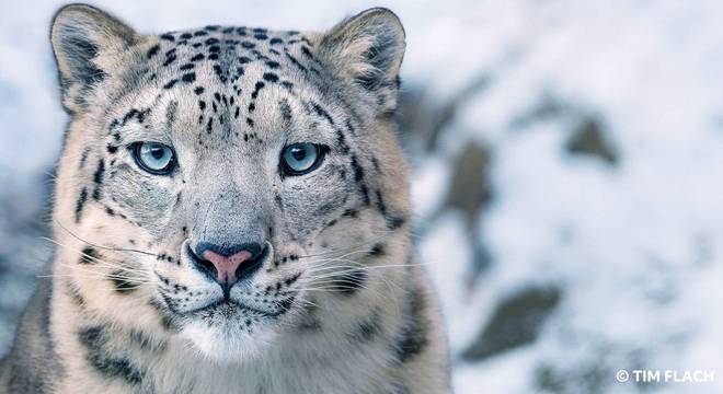 Leopardo-das-neves está ameaçado de extinção
