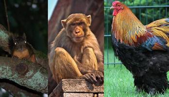 Conheça animais que parecem indefesos mas já mataram humanos (Montagem/R7)