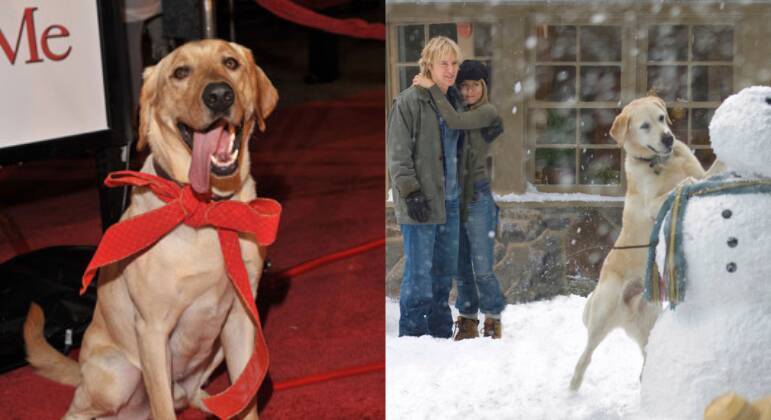 animais famosos do cinema