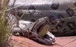 O flagrante impressionante foi registrado em algum lugar não especificado do Centro-Oeste brasileiro e compartilhado no YouTube pelo biólogo Henrique, conhecido como 'o biólogo das cobras'SAIBA AQUI O DESFECHO DA HISTÓRIA!
