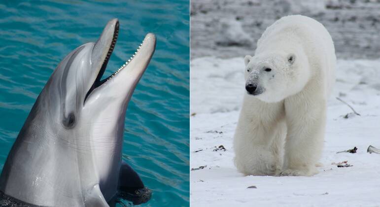 25 Fotos de animais fofinhos capazes de melhorar o dia de qualquer pessoa /  Incrível