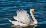 animais fofos e perigosos