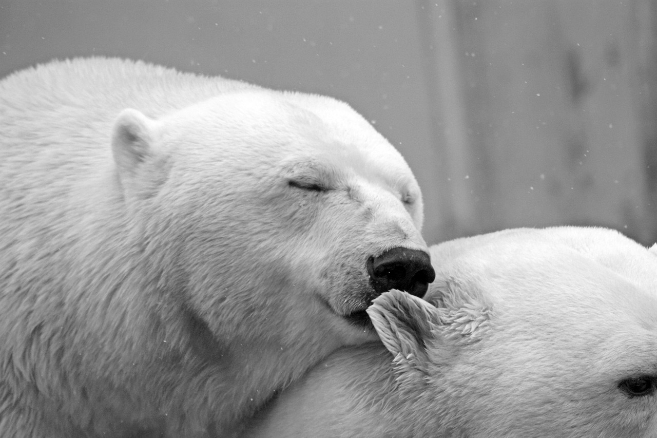 25 Fotos de animais fofinhos capazes de melhorar o dia de qualquer pessoa /  Incrível