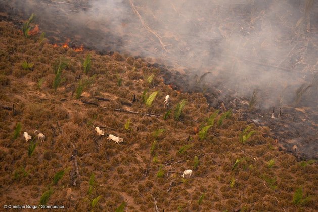 Animais fogem de áreas de queimadas, em regiões exploradas ilegalmente por pessoas que botam fogo de propósito na mata para ampliar áreas de exploração ilegal. 