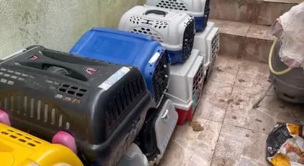 Animais foram encontrados em canil clandestino