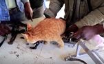 'Nós também transformamos um carro de brinquedo em uma cadeira de rodas para esse gato', conta o tio de Sair, Ismail Al-Aer, que desenhou um aparato para um dos felinos, usando as rodas de um carrinho