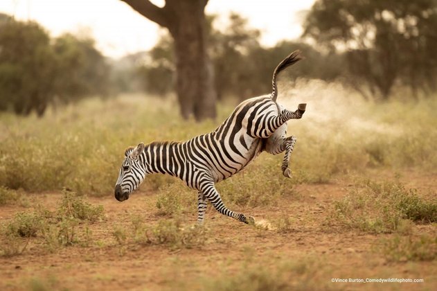 E essa zebra quase dando uma cambalhota! Ou seria um pum?