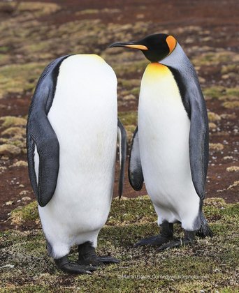 Pinguim sem cabeça? Essa foto mostra que tudo depende do ponto de vista