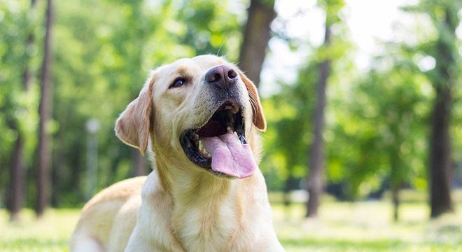 Animais imunes ao Covid-19, quais são eles?