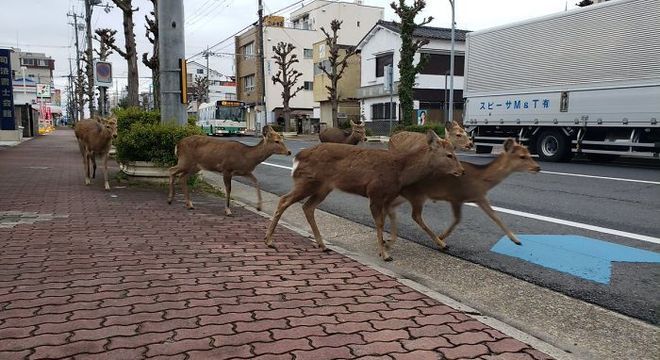 Grupo de veados tomaram ruas japonesas durante quarentena