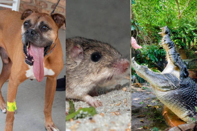 animais livro de recordes
