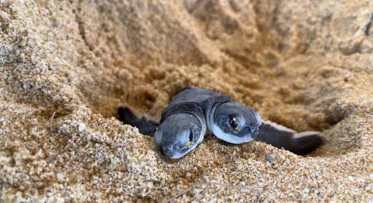 A tartaruga foi encontrada em uma praia na Malásia
