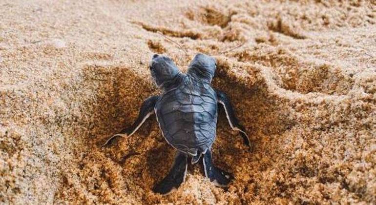 O animal de duas cabeças costuma ser raro
