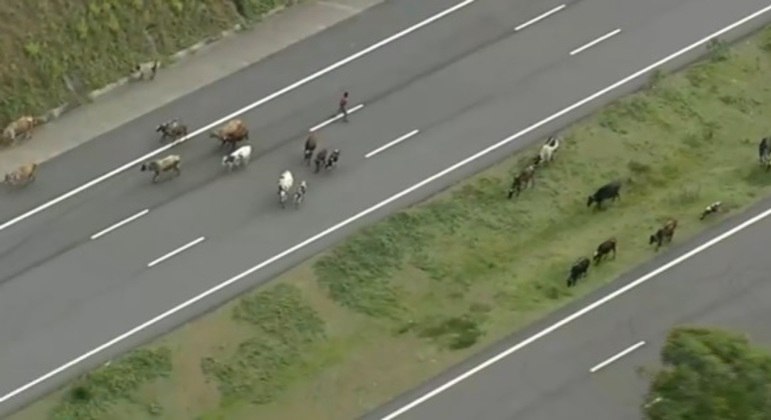 Animais no Rodoanel Norte