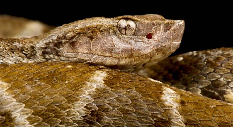 animais perigosos floresta amazônica