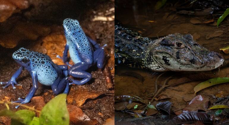 animais perigosos floresta amazônica