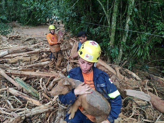 Animais de diferentes espécies e portes estão sendo resgatados após as fortes chuvas em São Sebastião por grupos de voluntários como o Grad (Grupo de Resgate de Animais em Desastres). Além de cães e gatos, estão sendo achados porcos e tartarugas, entre outros