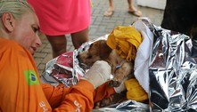 Mais de cem animais são resgatados por voluntários após chuvas em São Sebastião
