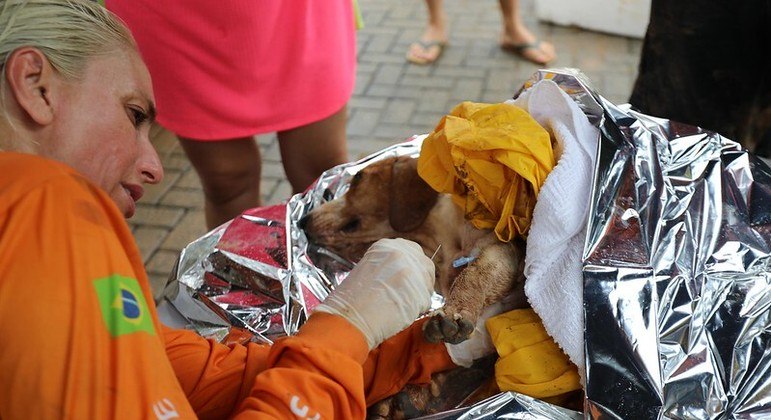 Animais estão sendo resgastados pelo Grad (Grupo de Resgate de Animais em Desastres)