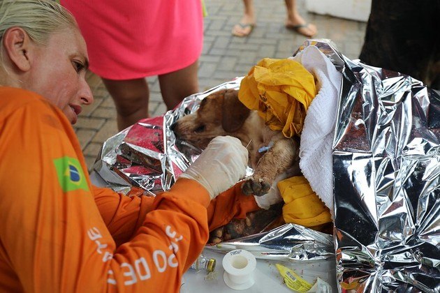 O Grad, que é apoiado pelo governo de São Paulo, conta com duas caminhonetes para o deslocamento, medicamentos para assistência aos bichinhos, clínica veterinária para suporte de internação e apoio de institutos e ONGs (organizações não governamentais) paulistas para abrigar os animais e para o encaminhamento para adoção. No grupo atuam quatro médicos veterinários e três resgatistas, divididos em duas equipes, que atuam na Barra do Sahy e em Boiçucanga, em São Sebastião