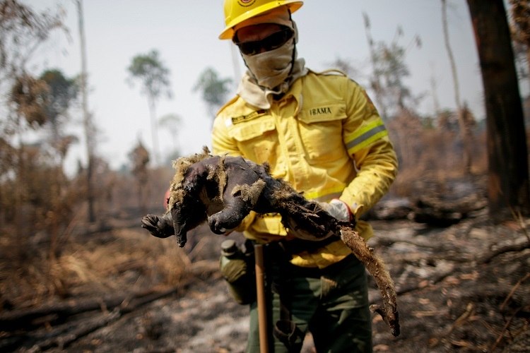 Animais silvestres s&atilde;o resgatados de inc&ecirc;ndios na Amaz&ocirc;nia - Fotos - R7  Brasil