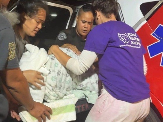 Katie disse que sua equipe e outros grupos de proteção animal estão esperando para chegar às áreas mais danificadas para ter uma dimensão mais clara da situação. Ela acrescentou que pode levar 'dias ou semanas' para realmente entender a extensão do dano causado